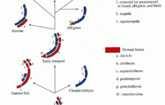 Comparative Anatomy Worksheets Anatomy Diagram Book