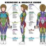 Complete Human Muscle Diagrams 2019 101 Diagrams