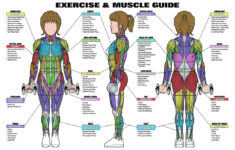 Complete Human Muscle Diagrams 2019 101 Diagrams