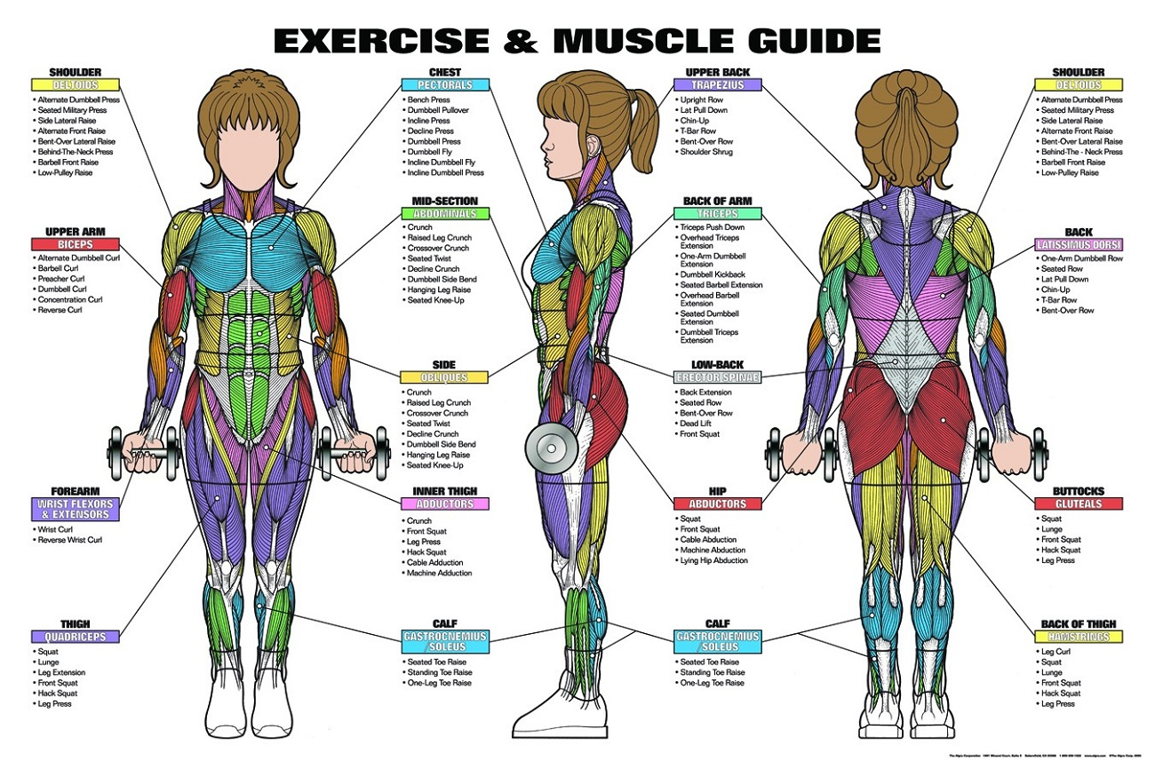 Complete Human Muscle Diagrams 2019 101 Diagrams