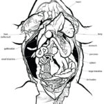 Complete Internal Anatomy Of A Frog Frog Dissection Frog Dissection