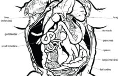 Complete Internal Anatomy Of A Frog Frog Dissection Frog Dissection