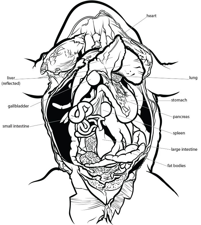 Complete Internal Anatomy Of A Frog Frog Dissection Frog Dissection 