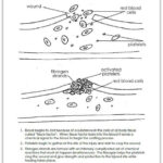 Components Of Blood Worksheet Answers Worksheet