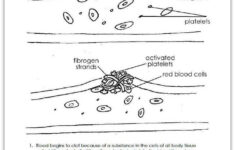 Components Of Blood Worksheet Answers Worksheet