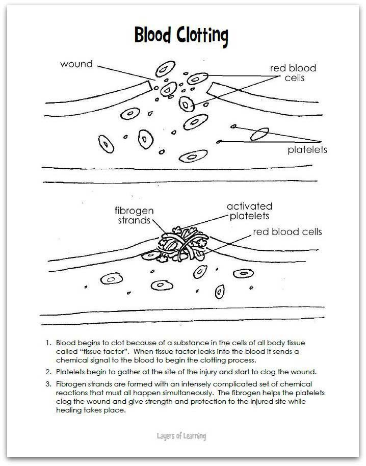 Components Of Blood Worksheet Answers Worksheet