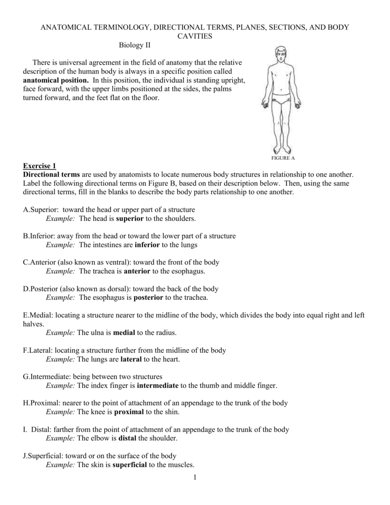 Comprehending Anatomy And Physiology Terminology Worksheet Answers Db 