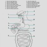 Contemporary High School Anatomy And Physiology Worksheets Image Free