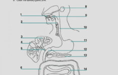 Contemporary High School Anatomy And Physiology Worksheets Image Free