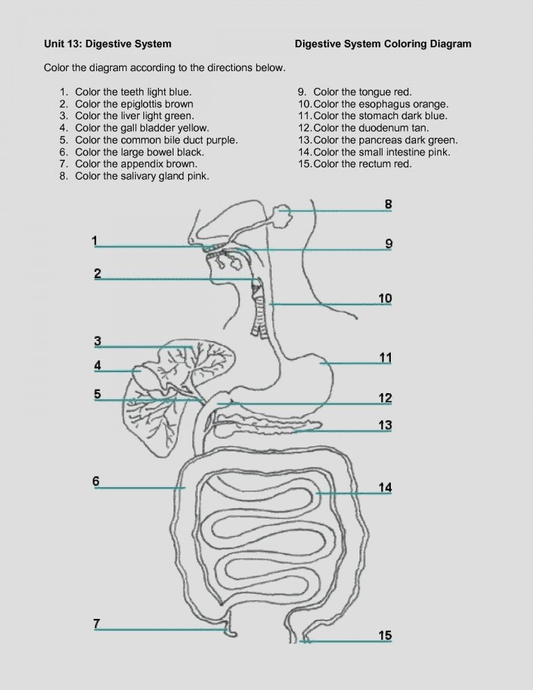 Contemporary High School Anatomy And Physiology Worksheets Image Free 