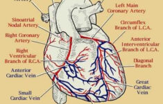 CORONARY ARTERIES LEFT CORONARY ARTERY ANATOMY The LMCA Arises From
