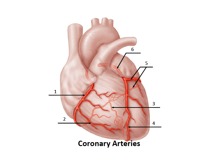 Coronary Arteries Of The Heart Printable