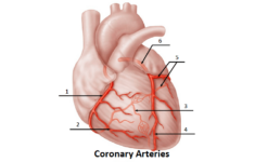 Coronary Arteries Of The Heart Printable