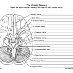 Cranial Nerves Of The Brain 12 Pairs