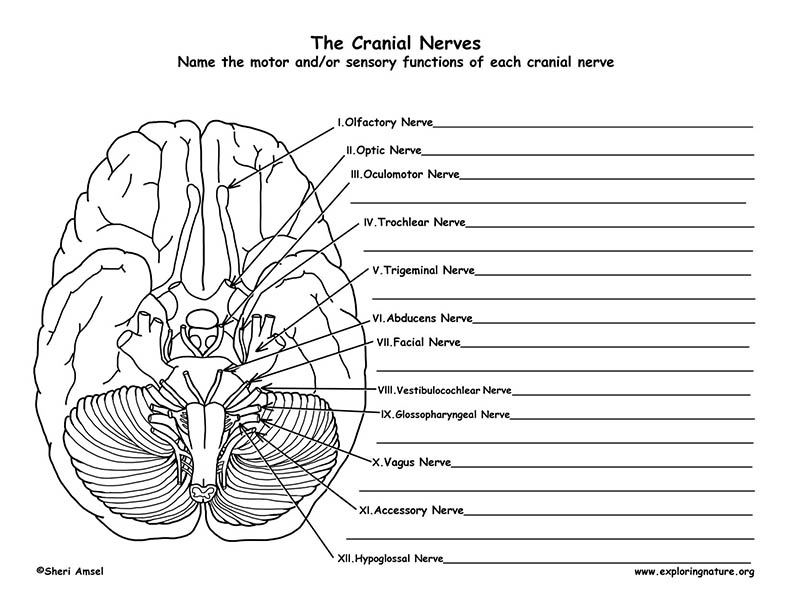 Cranial Nerves Of The Brain 12 Pairs 
