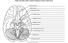 Cranial Nerves Of The Brain 12 Pairs