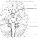 Cranial Nerves Spinal Cord RR School Of Nursing
