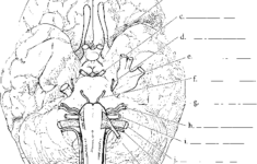 Cranial Nerves Spinal Cord RR School Of Nursing