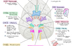 Cranial Nerves Worksheet Worksheet
