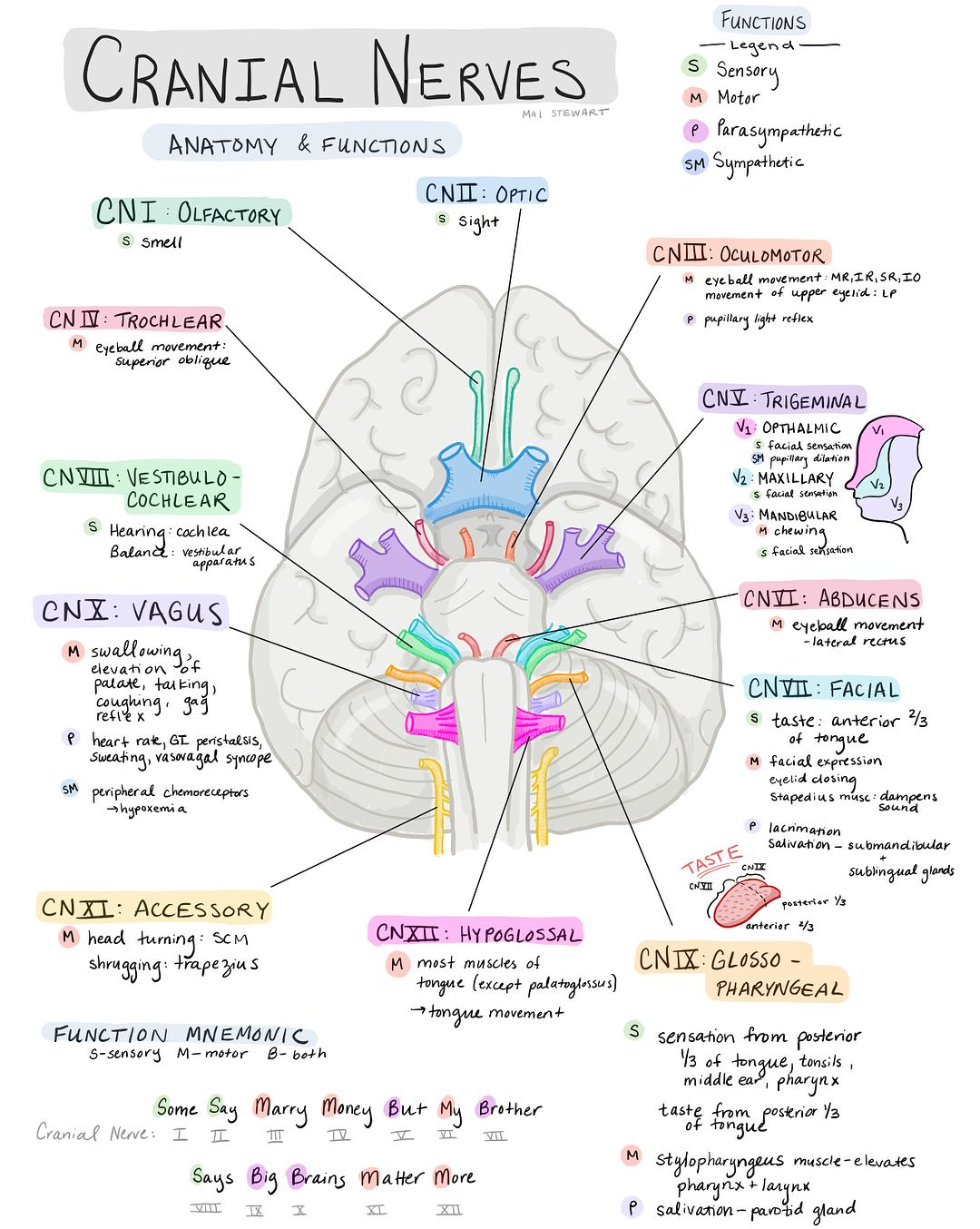 Cranial Nerves Worksheet Worksheet