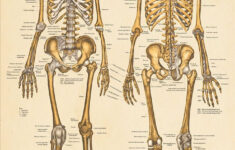 Crash Course Anatomy Physiology TheTVDB