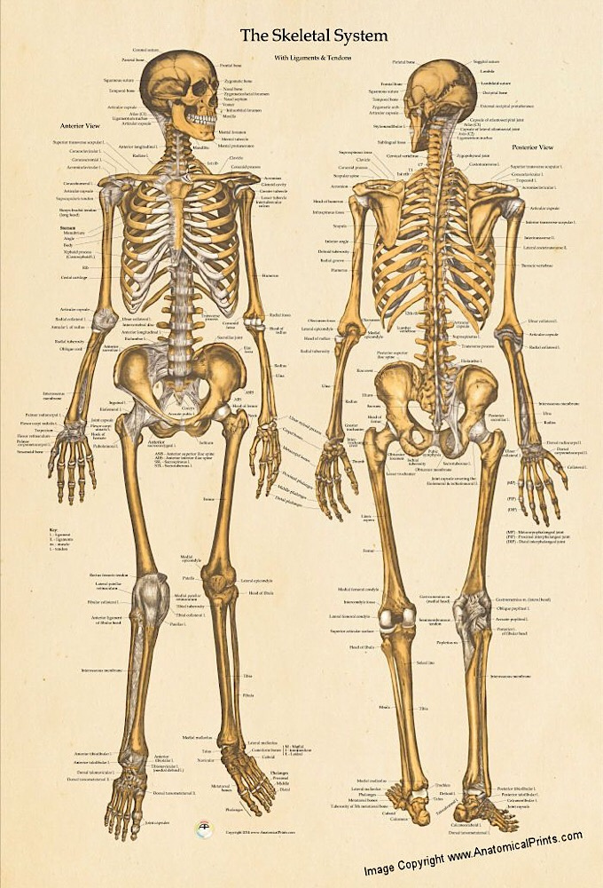 Crash Course Anatomy Physiology TheTVDB