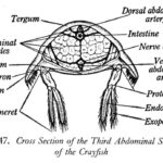 Crayfish Dissection Worksheet Worksheet