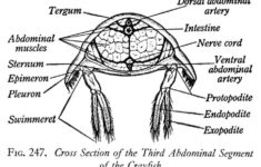 Crayfish Dissection Worksheet Worksheet