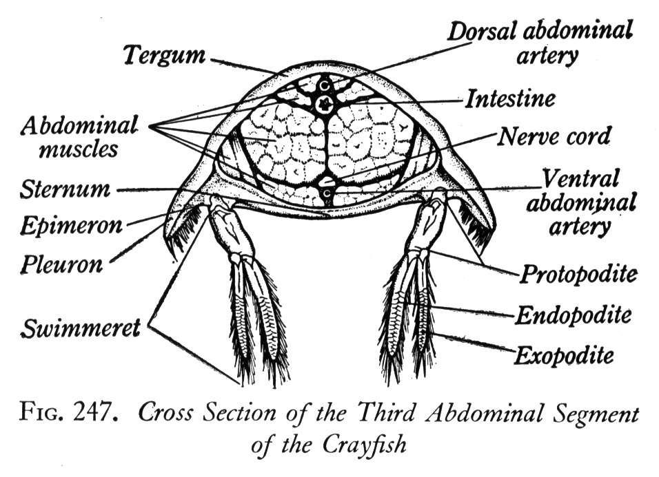 Crayfish Dissection Worksheet Worksheet