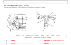 Day 3 Female Anatomy Answer Sheet