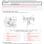 Day 3 Female Anatomy Answer Sheet