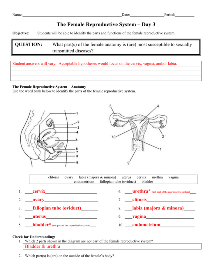 Anatomy Of The Female Reproductive System Worksheet Answers
