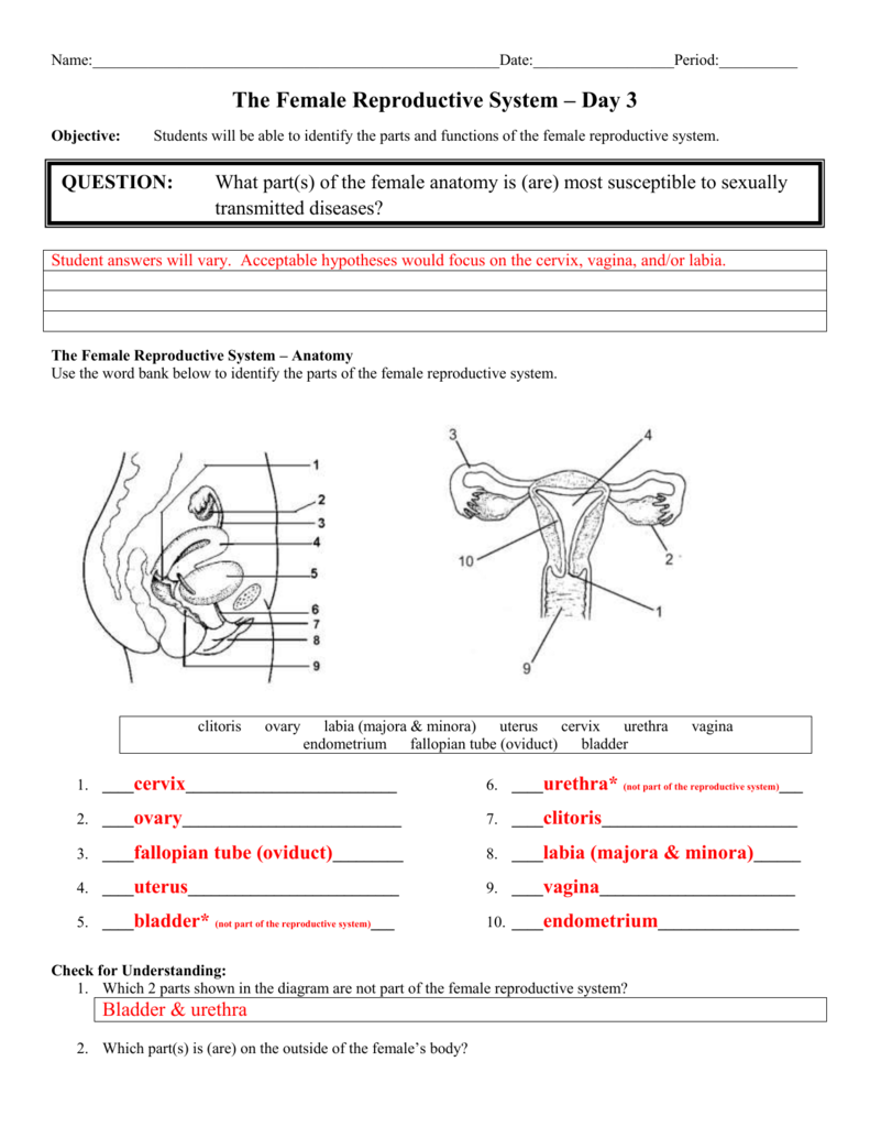 Anatomy Of The Female Reproductive System Worksheet Answers Anatomy 