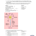 DIAGRAM Introduction To Genetics Vocabulary Review Labeling Diagrams