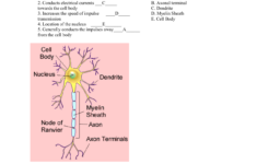DIAGRAM Introduction To Genetics Vocabulary Review Labeling Diagrams