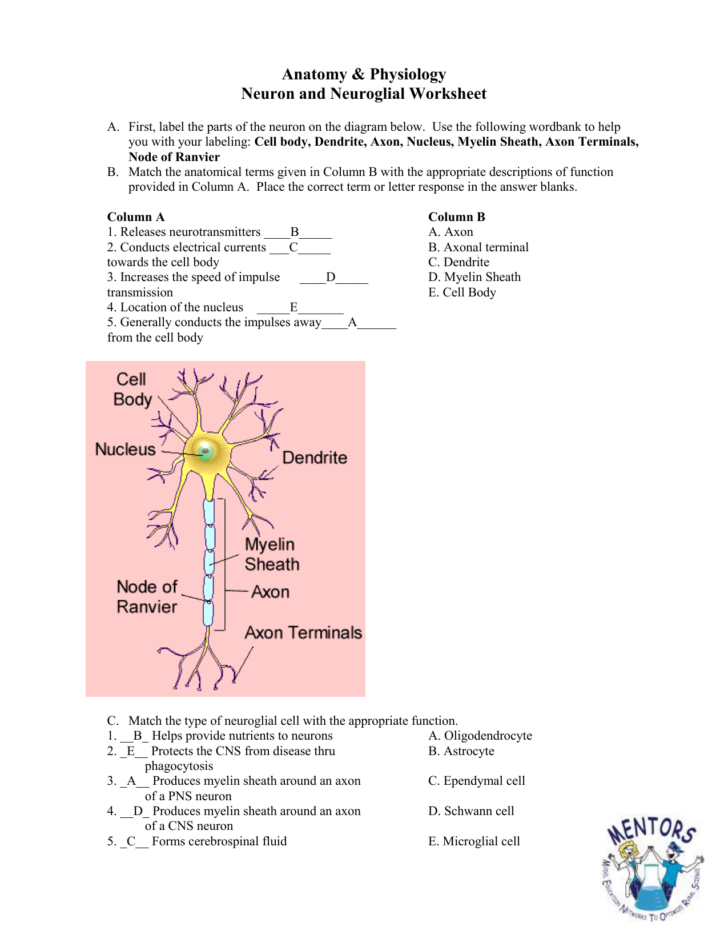 Anatomy And Physiology Of The Neuron Review Worksheet