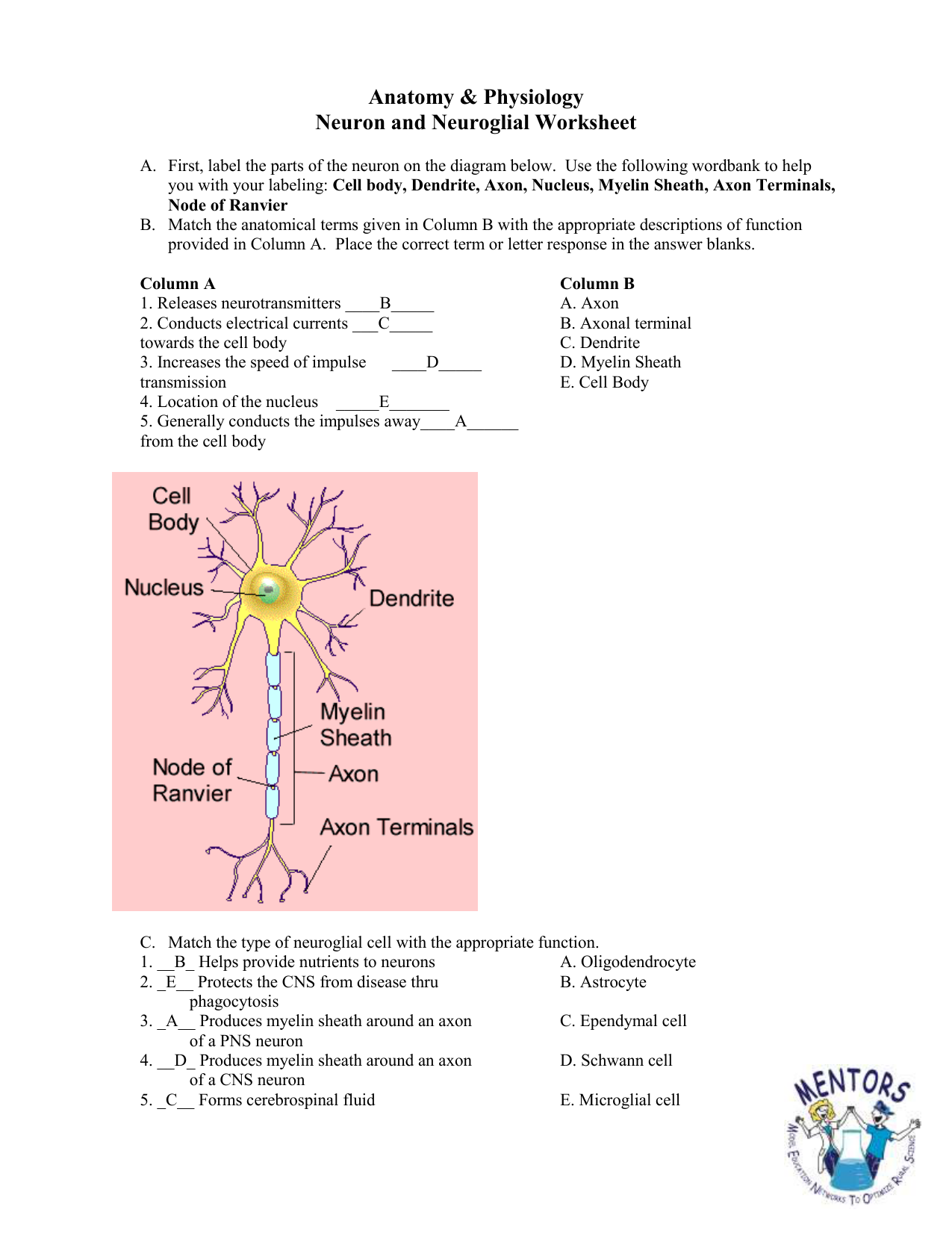  DIAGRAM Introduction To Genetics Vocabulary Review Labeling Diagrams 