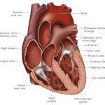 Diagram Of Cow Heart Anatomy All About Cow Photos