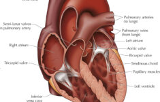 Diagram Of Cow Heart Anatomy All About Cow Photos