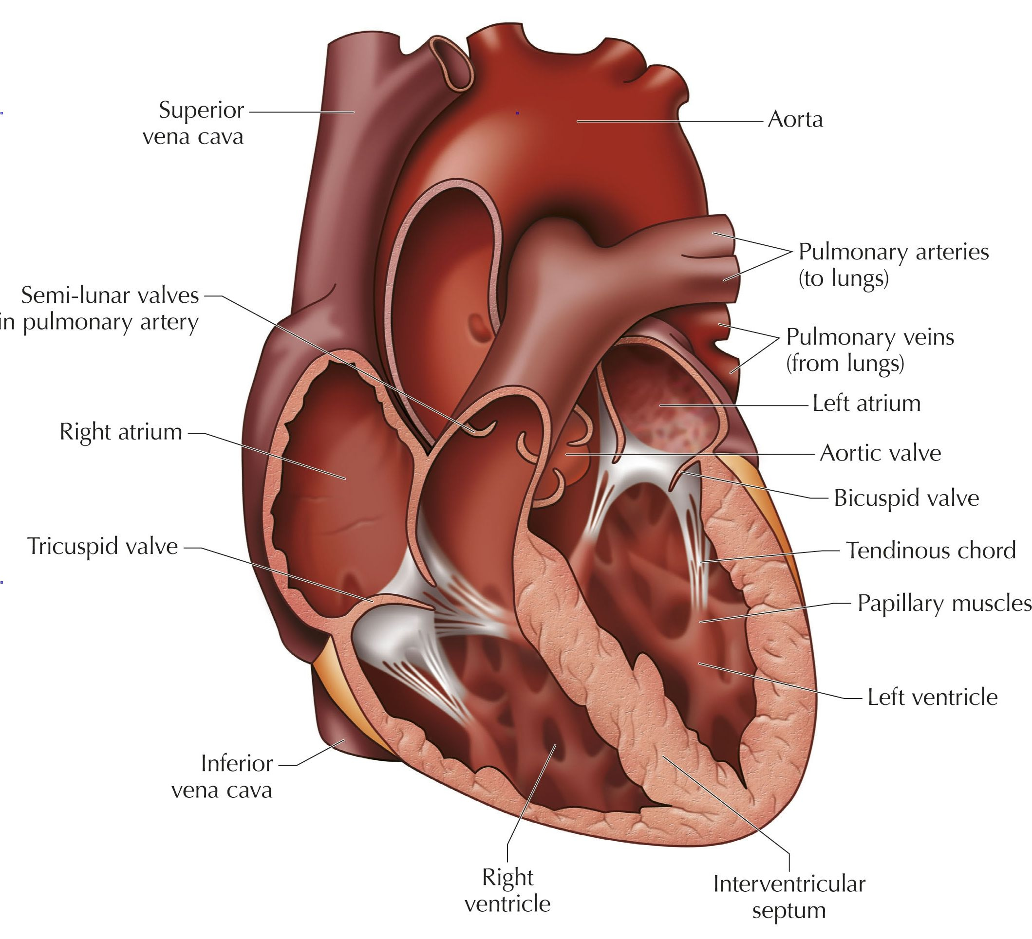 Diagram Of Cow Heart Anatomy All About Cow Photos