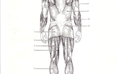 Diagram Of Human Organs 3D And Skeleton Anatomy 101 Diagrams