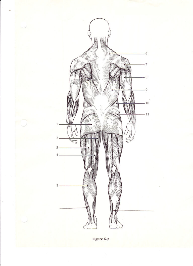 Diagram Of Human Organs 3D And Skeleton Anatomy 101 Diagrams | Anatomy ...