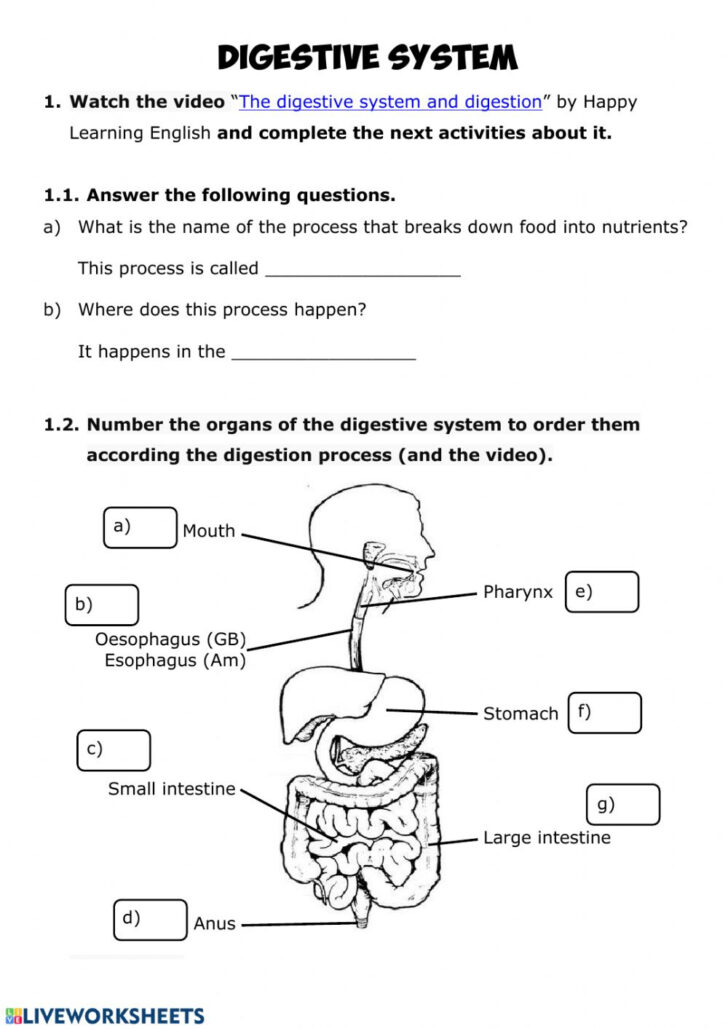Anatomy And Physiology Digestive System Worksheet Answers