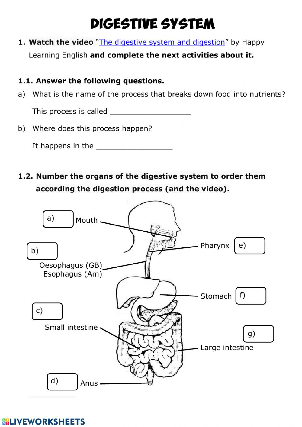 Anatomy And Physiology Digestive System Worksheet Answers Anatomy