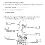 Digestion Worksheet Answers Digestive System Worksheet Answer Key