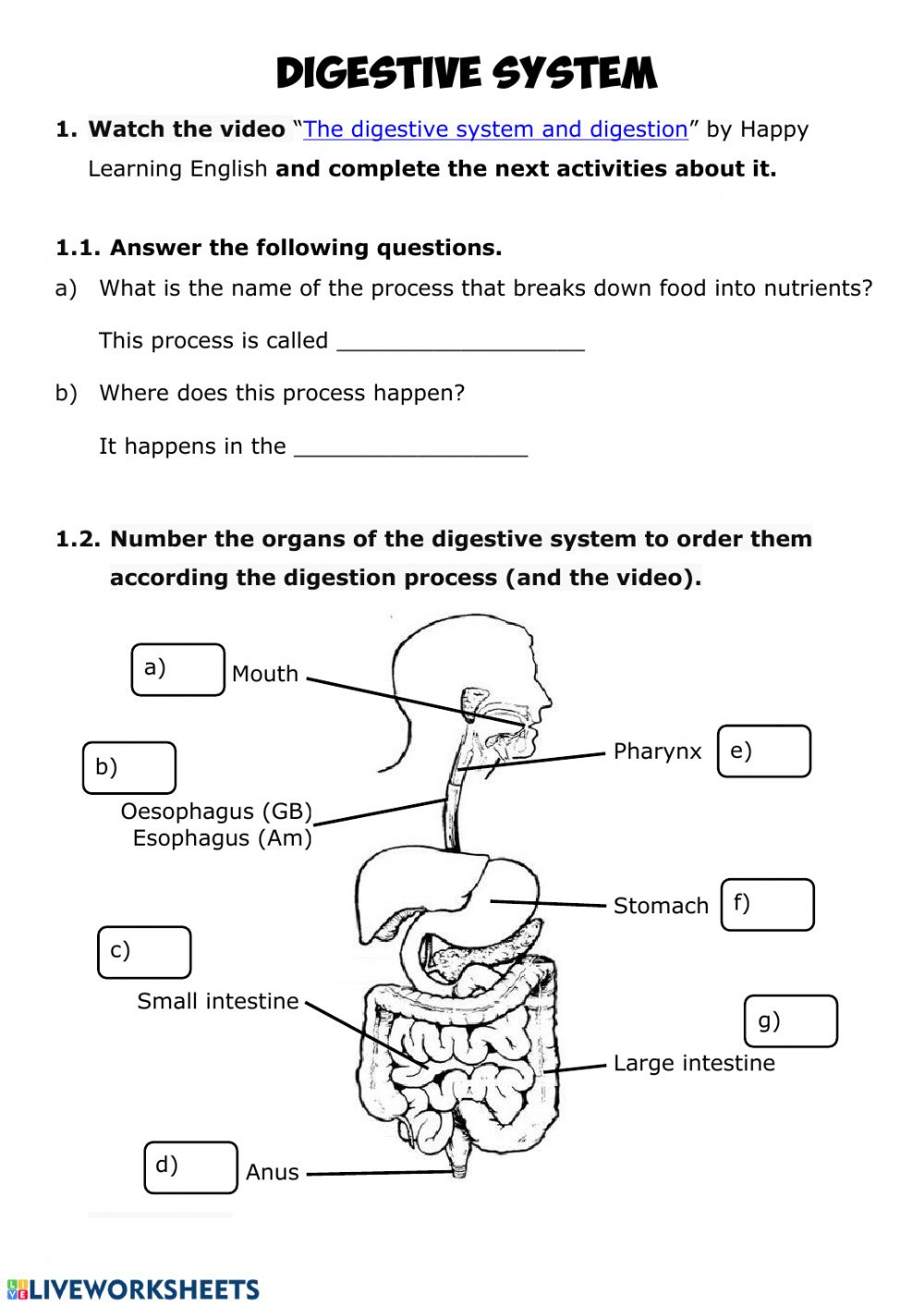 Digestion Worksheet Answers Digestive System Worksheet Answer Key 
