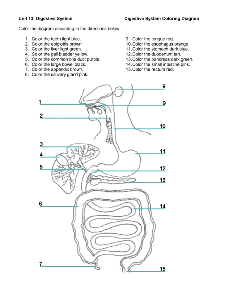 Anatomy Lesson Plans For High School Printable