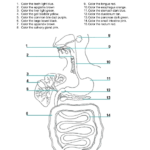 Digestive System Activities Middle School Google Search Digestive