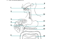 Digestive System Activities Middle School Google Search Digestive