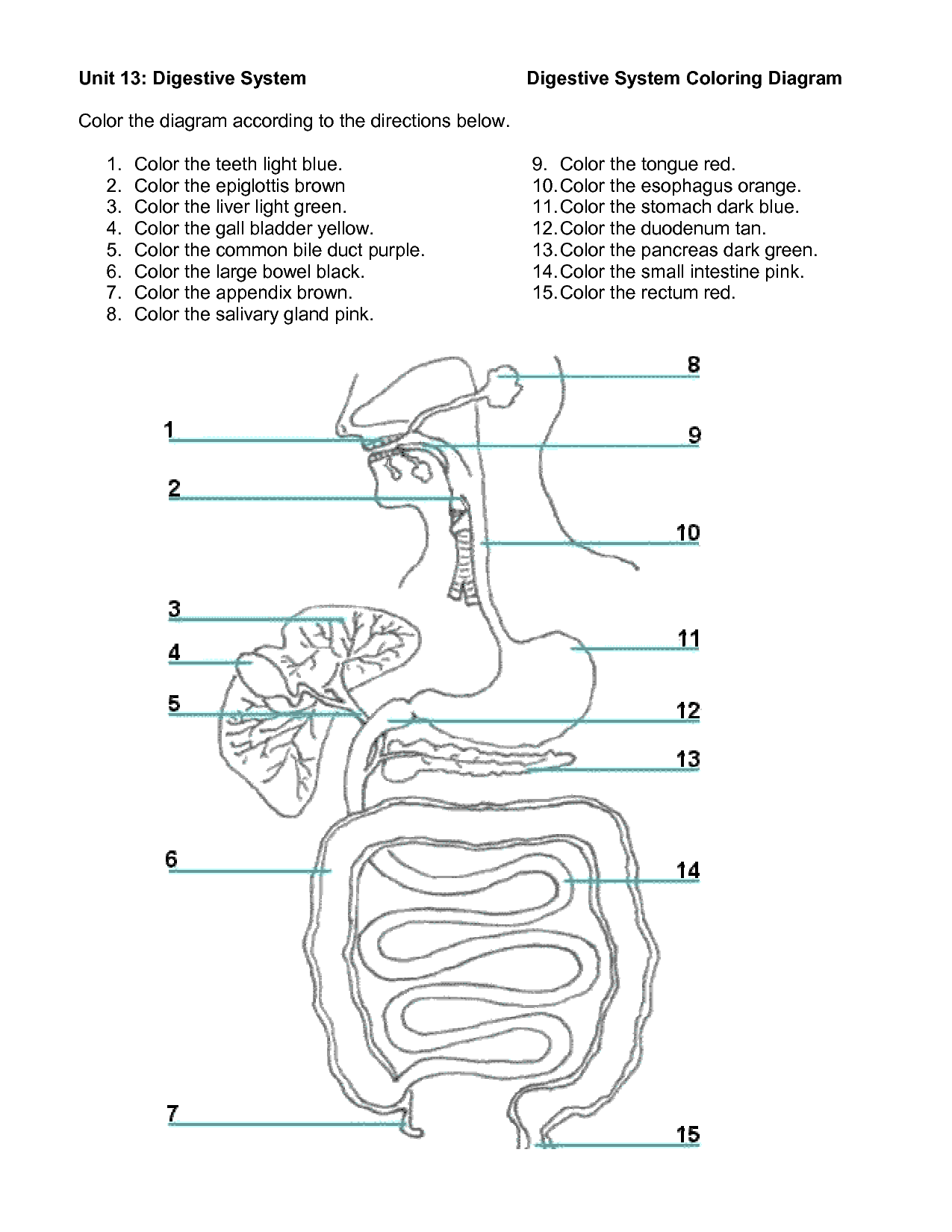 Digestive System Activities Middle School Google Search Digestive 